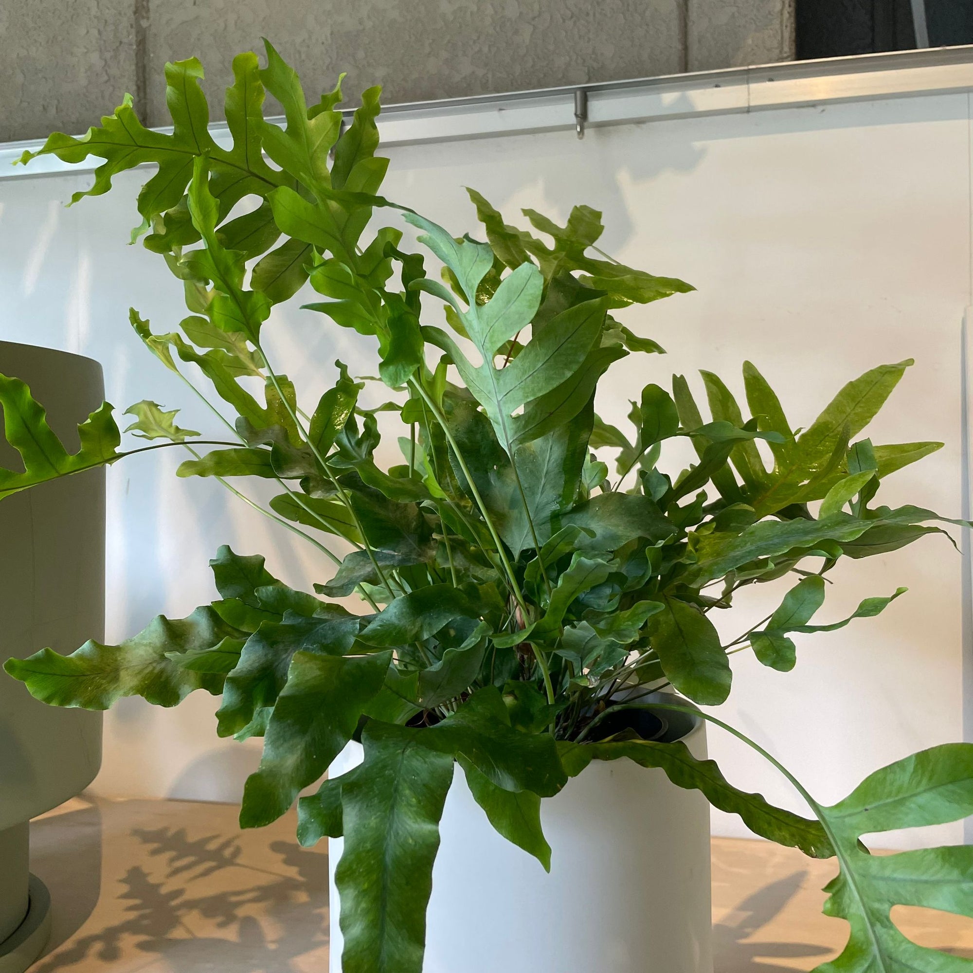 Blue star fern フレボディウム ・ブルースター