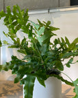 Blue star fern フレボディウム ・ブルースター