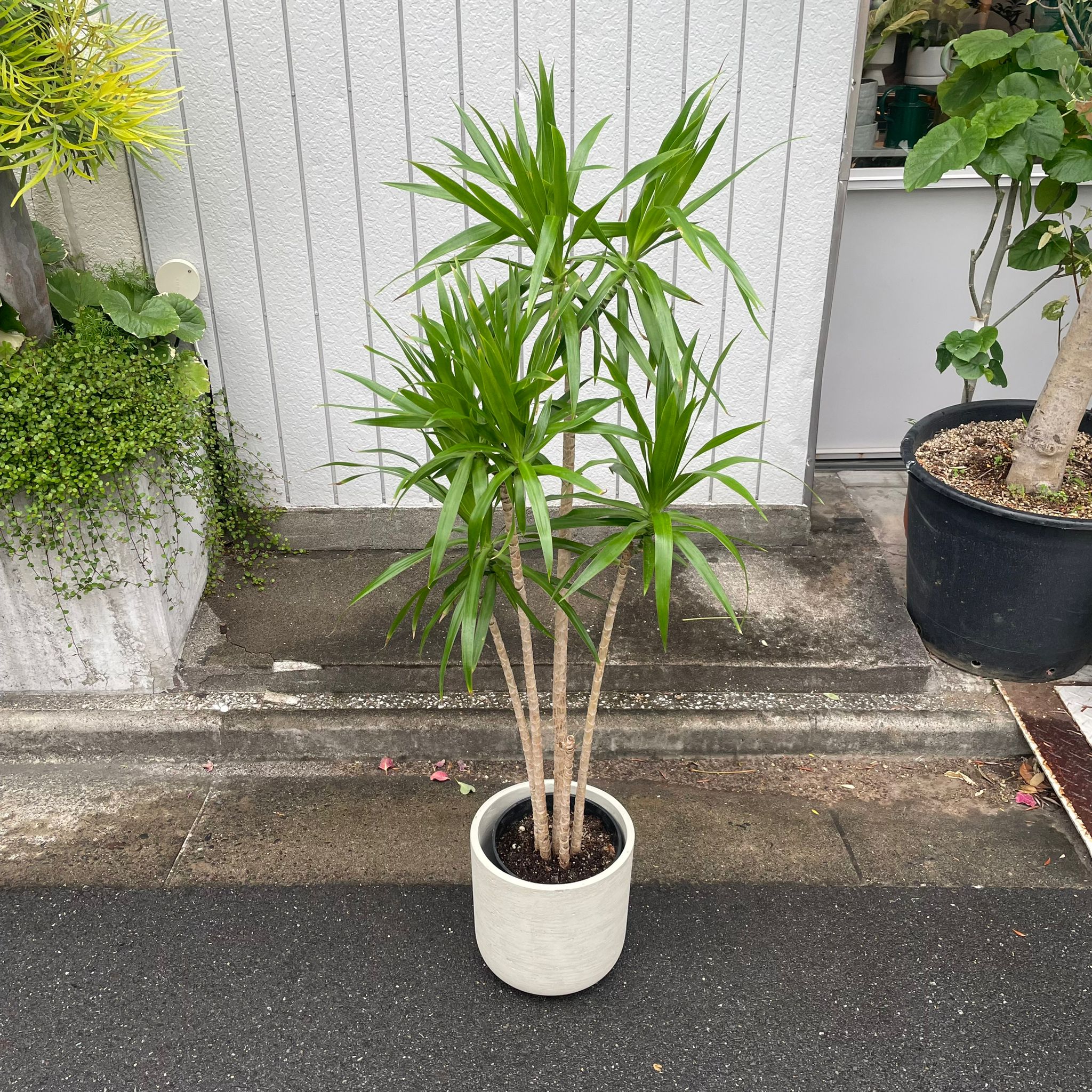 ドラセナ ナビー I インドアプランツ I プラントソサエティトーキョー