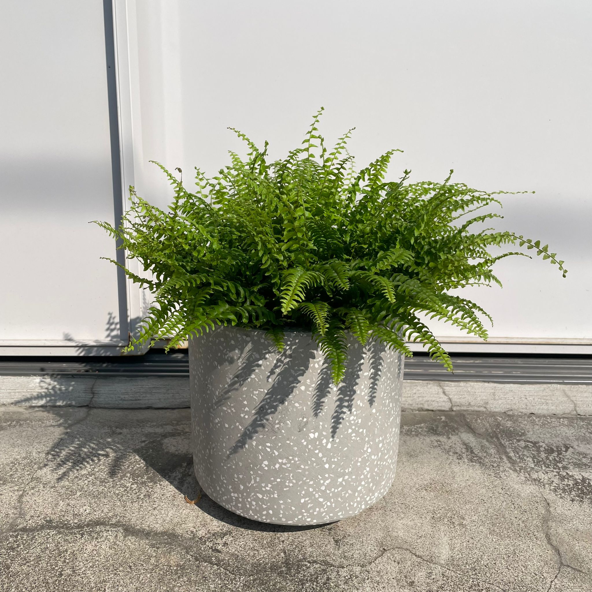 The_Plant_Society_383.jpg?v=
