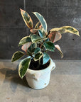 Ficus elastica 'tineke' フィカス・ティネケ