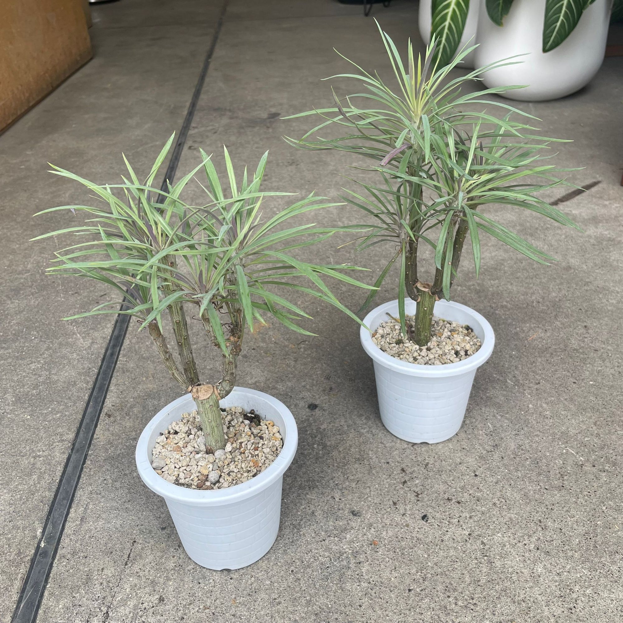 Kleinia Neriifolia クレイニア・ネリイフォリア