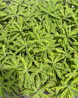 Euphorbia martinii Ascot Rainbow ユーフォルビア アスコットレインボー Size 4