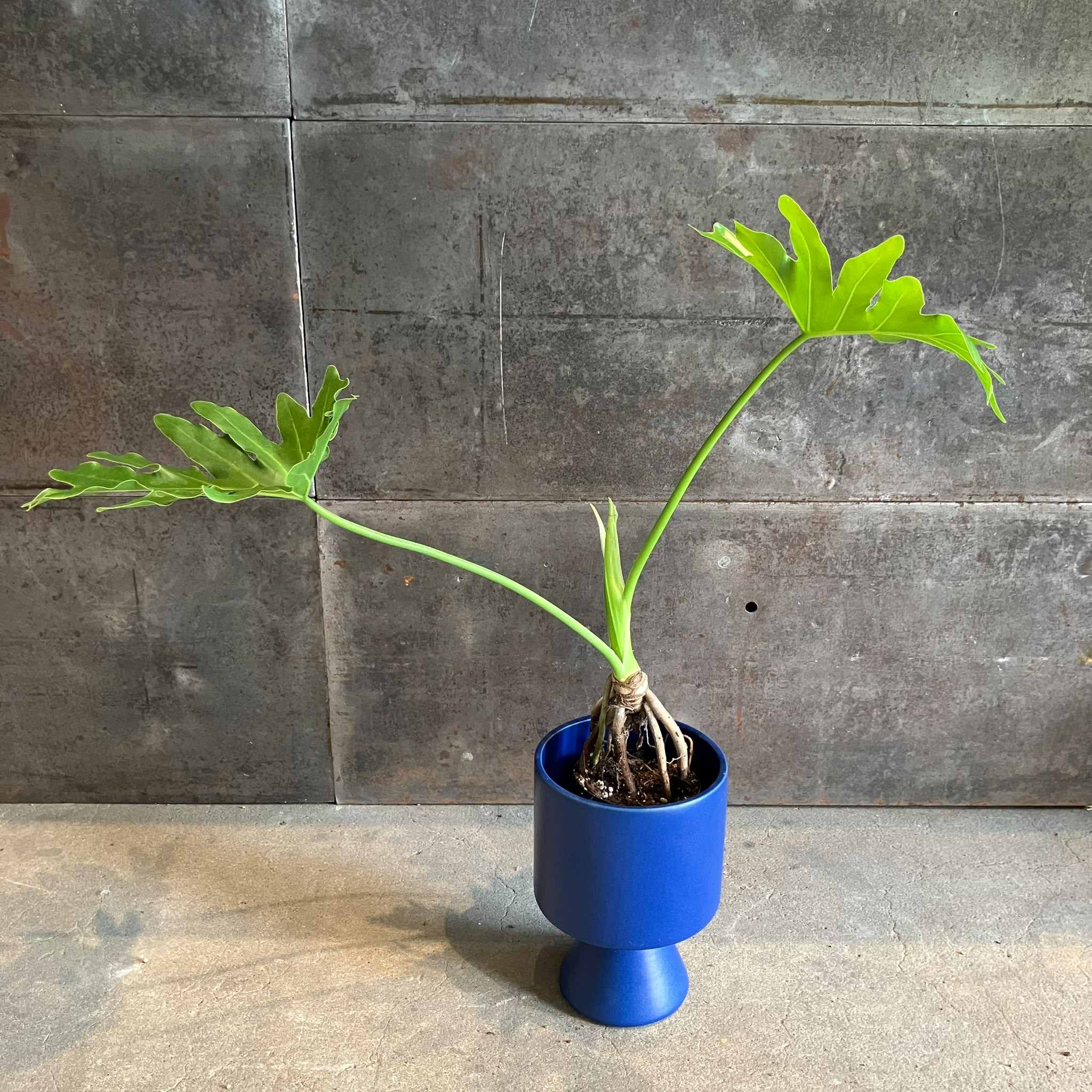 Philodendron 'Selloum' フィロデンドロン セローム – THE PLANT