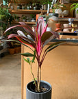 Cordyline　コルジリネ　レッドエッジ
