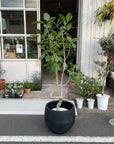 Ficus Audrey (Ficus benghalensis) フィカス  ベンガレンシス