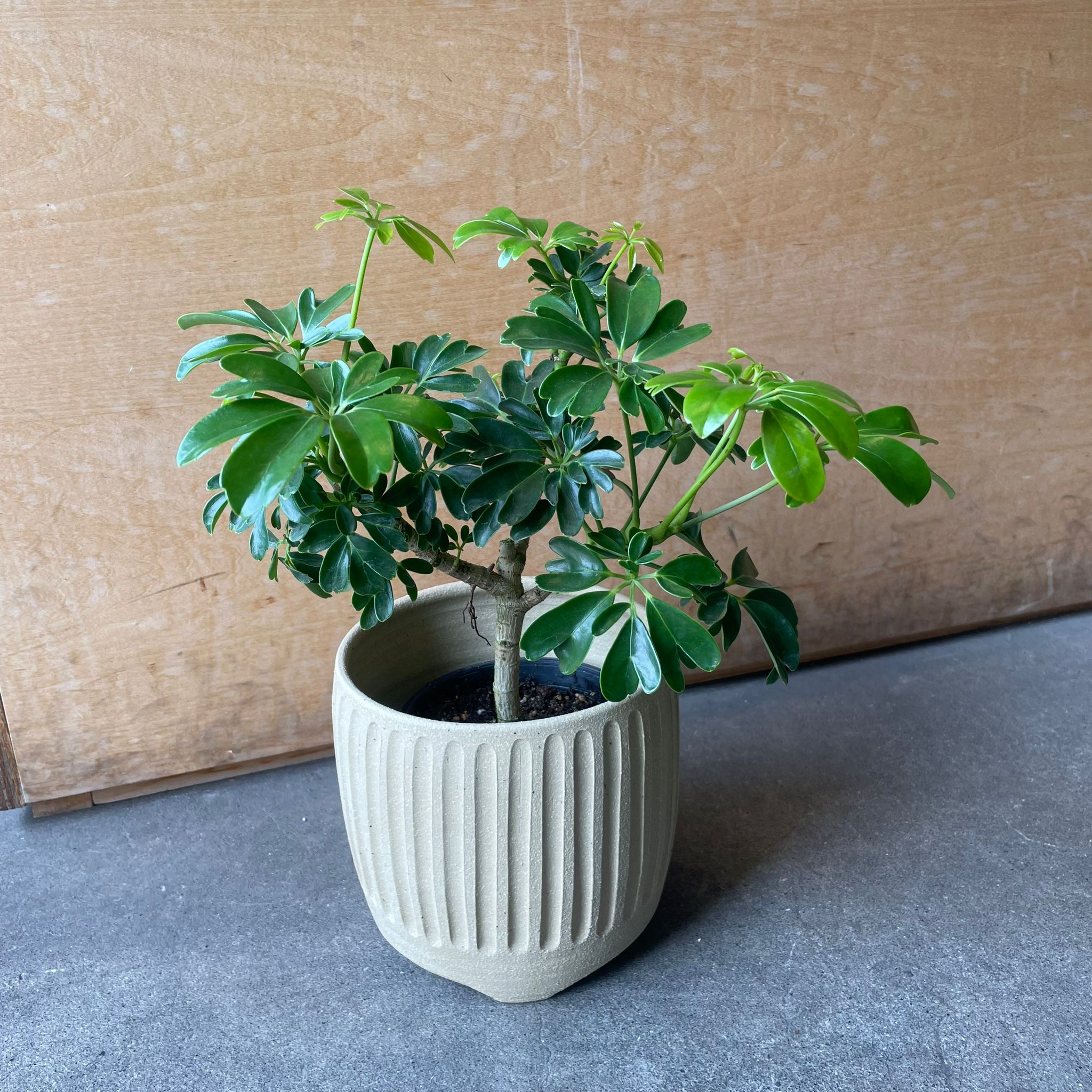 シェフレラ・レナータ I インドアプランツ I プラントソサエティ