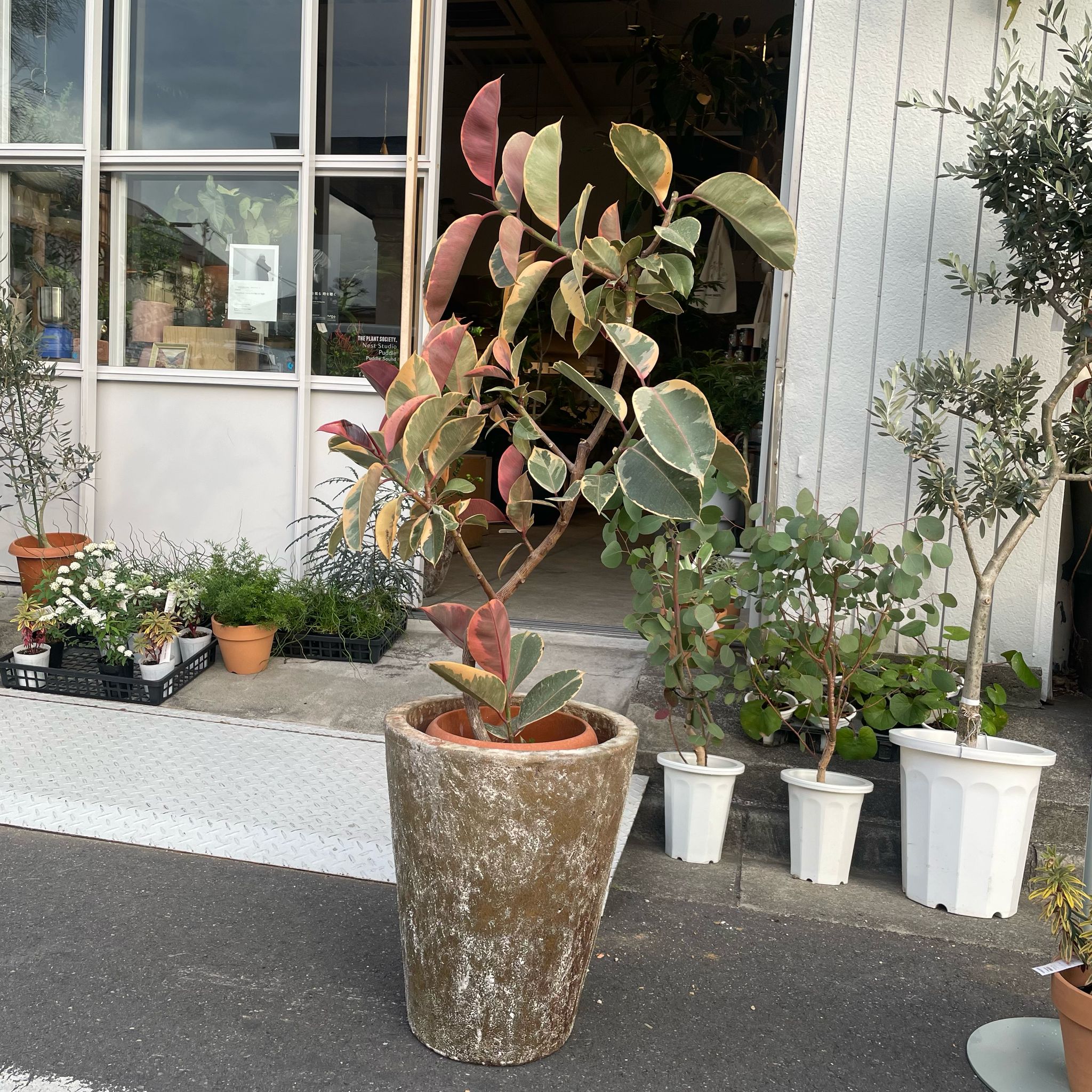 Variegated Rubber Plant (Ficus elastica 'Ruby') フィカス