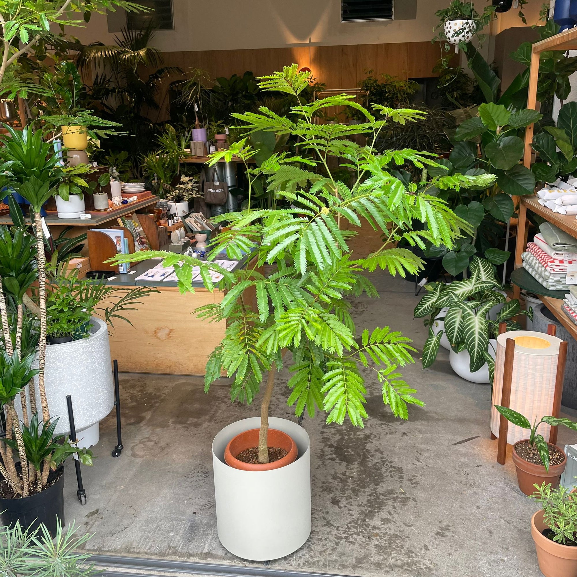 Ever Fresh Tree エバーフレッシュ