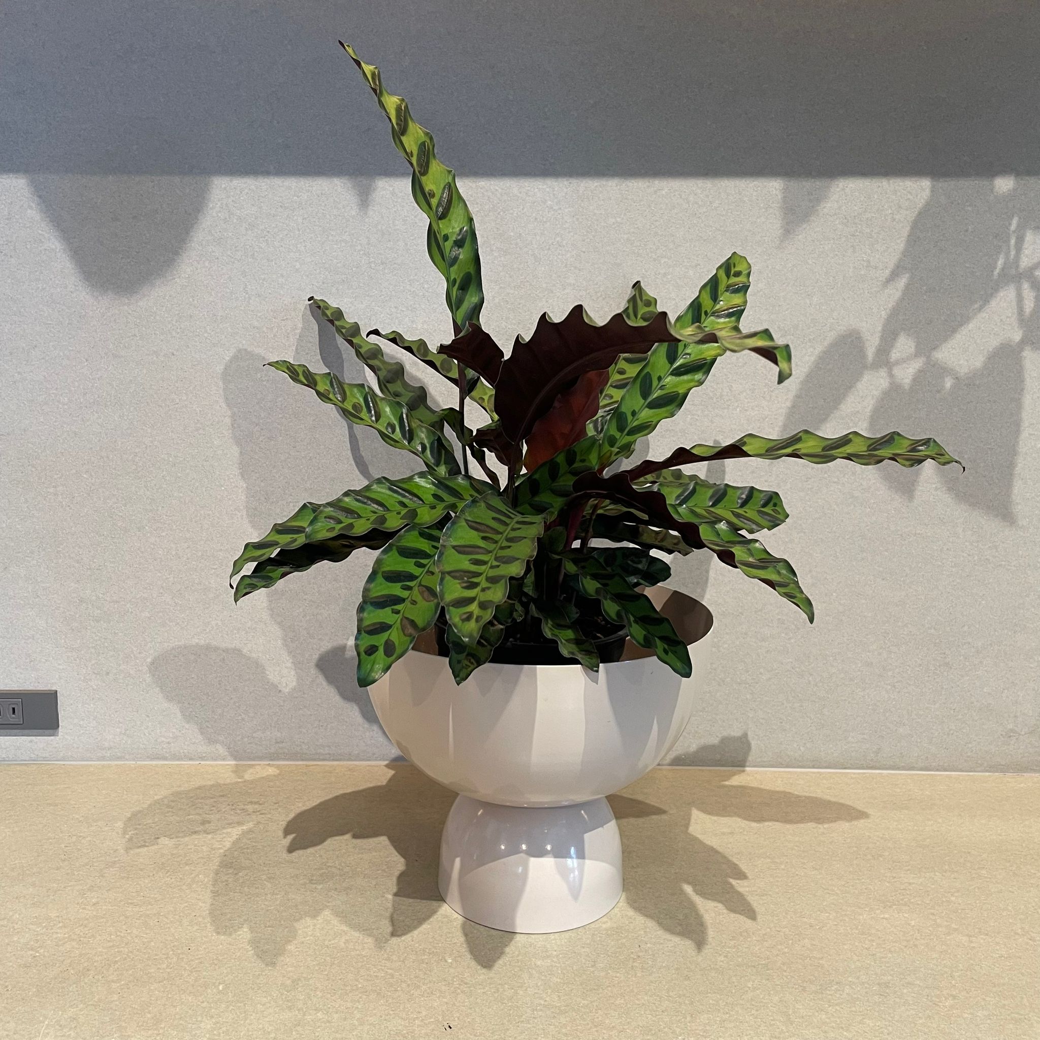 カラテア ランキフォリア インシグニス I インドアプランツ I プラント