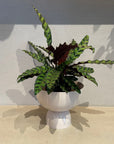 Calathea Goeppertia Insignis カラテア ランキフォリア インシグニス
