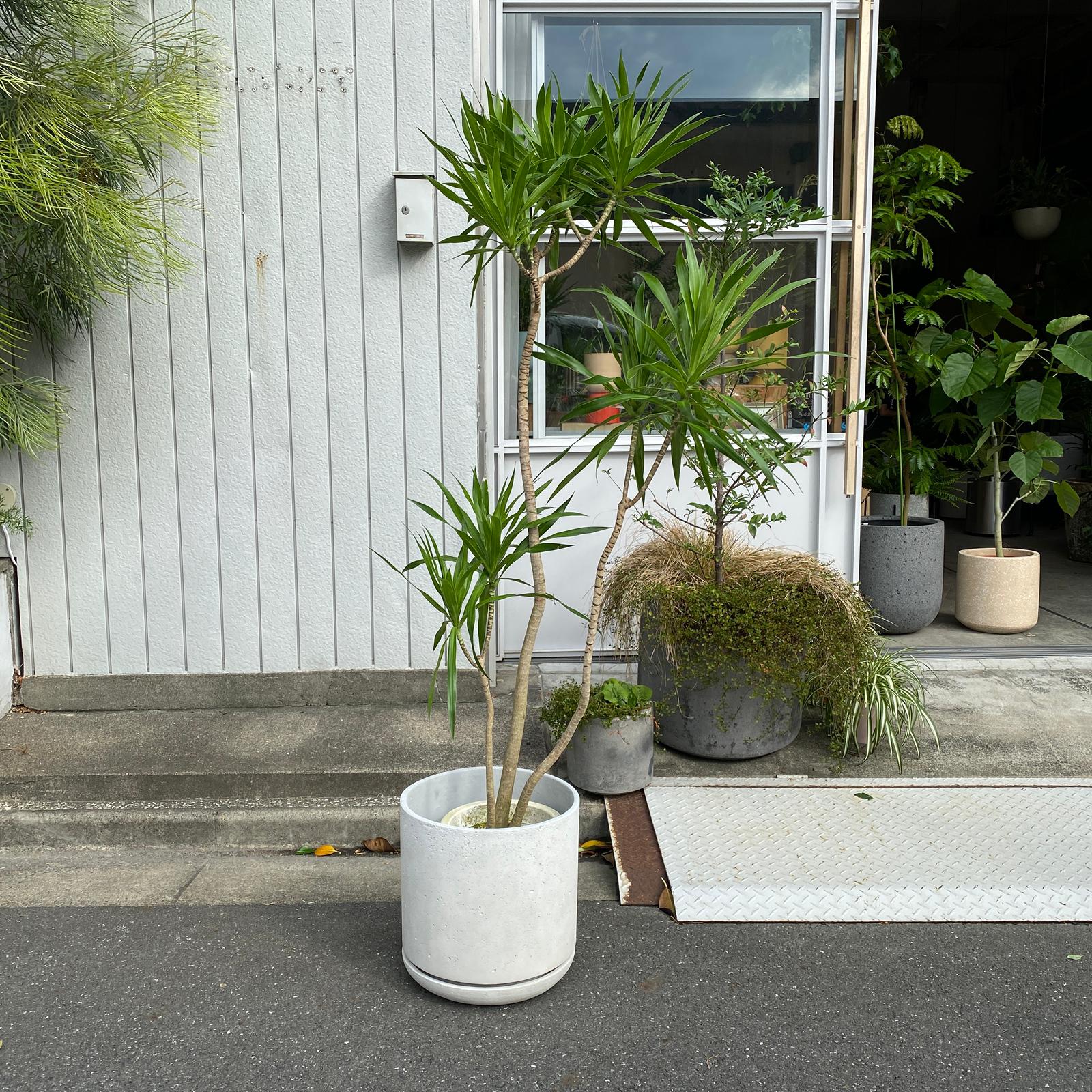 ドラセナ ナビー I インドアプランツ I プラントソサエティトーキョー