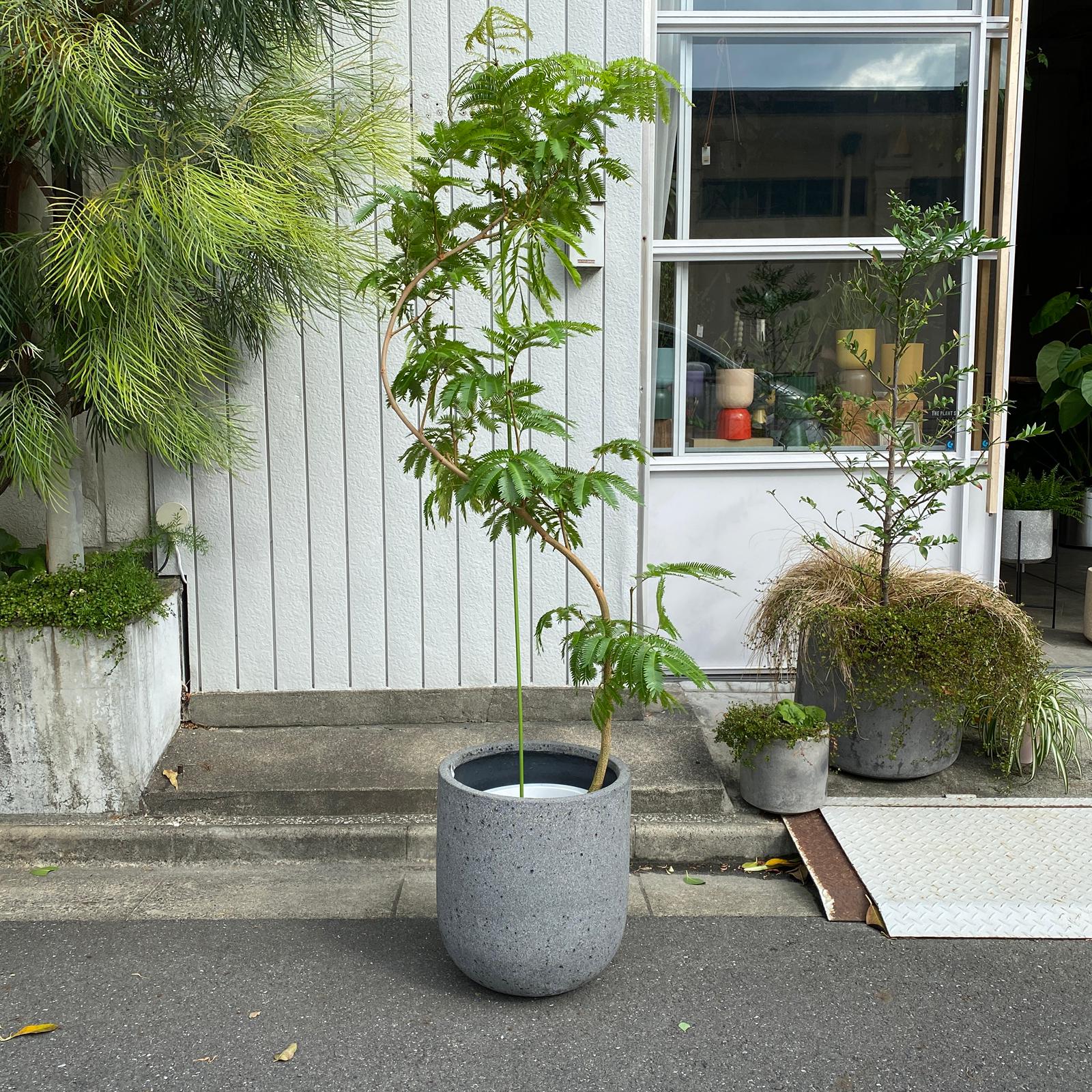 Ever Fresh Tree エバーフレッシュ