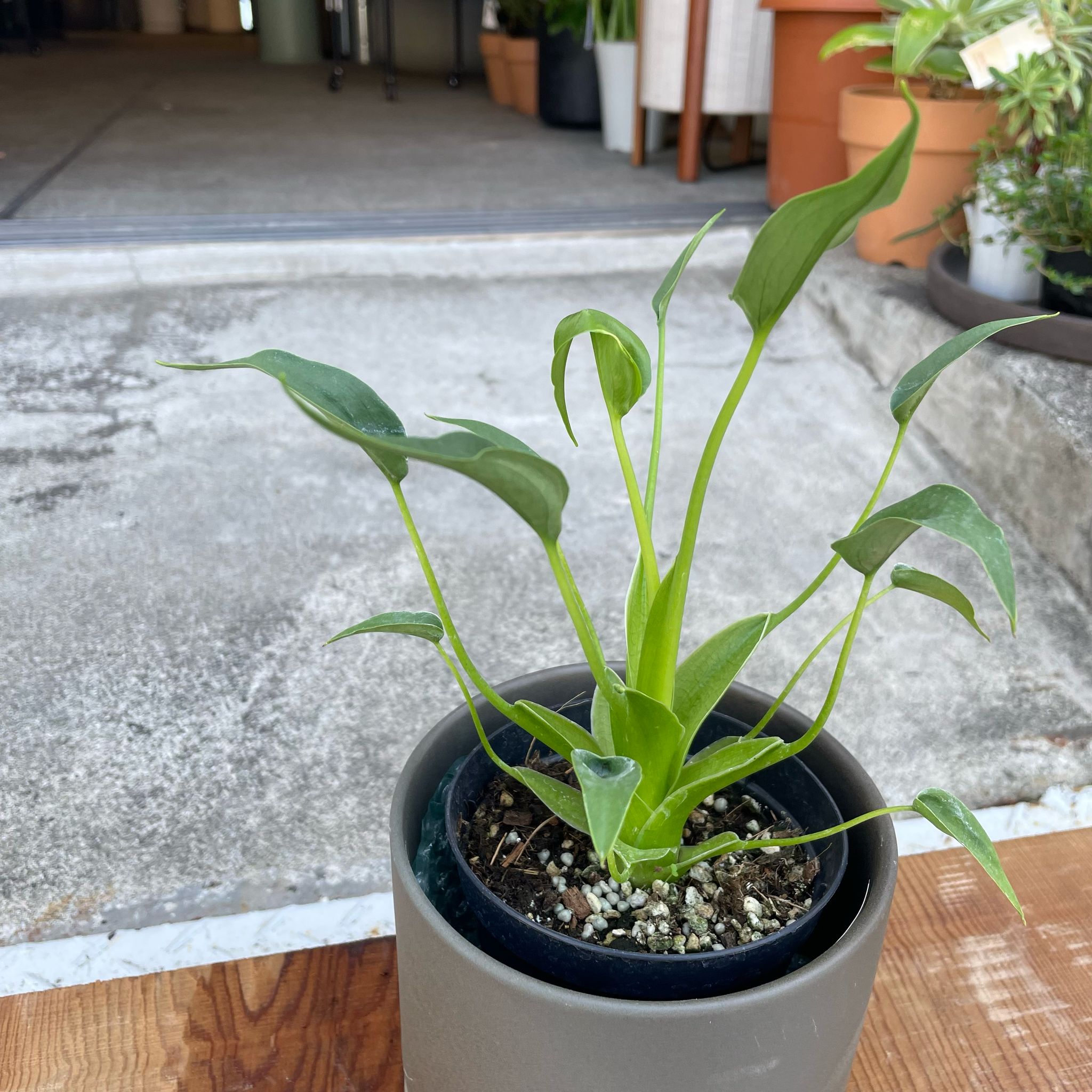 アロカシア　タイニーダンサー確認用 Alocasia タイニーダンサー I インドアプランツ I プラントソサエティ