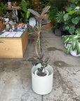 Rubber Plant (Ficus elastica 'Burgundy')フィカス バーガンディ