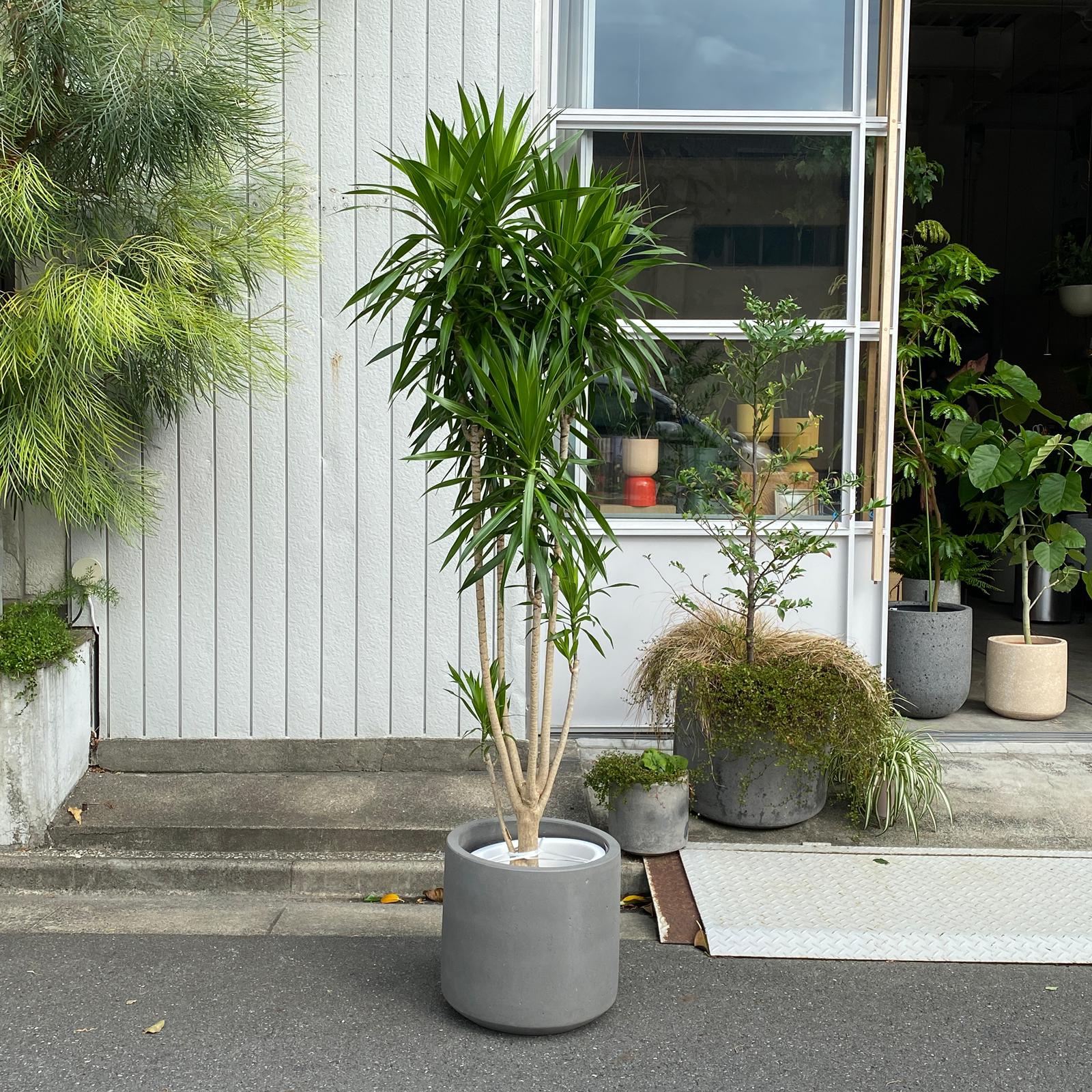 ドラセナ　ナビー　盆栽仕立て　7号　陶器鉢　植え込み発送 ドラセナ ナビー 盆栽仕立て 7号 陶器鉢 植え込み発送