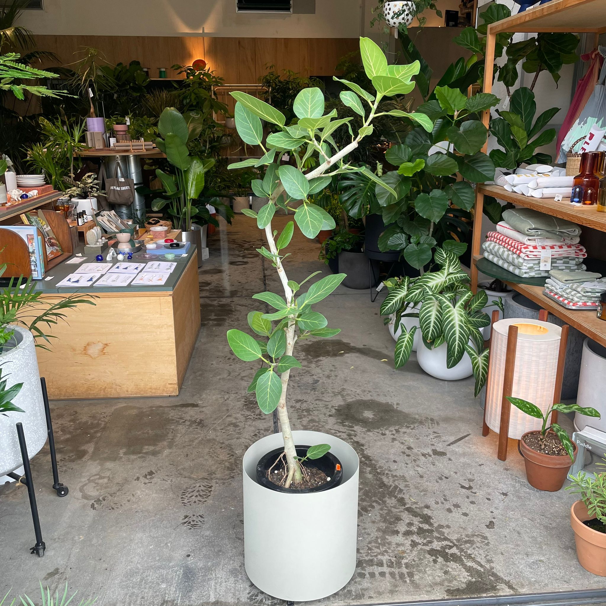 Ficus Audrey (Ficus benghalensis) フィカス ベンガレンシス I