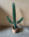 Consolea rubescens ウチワサボテン（スミエボシ）