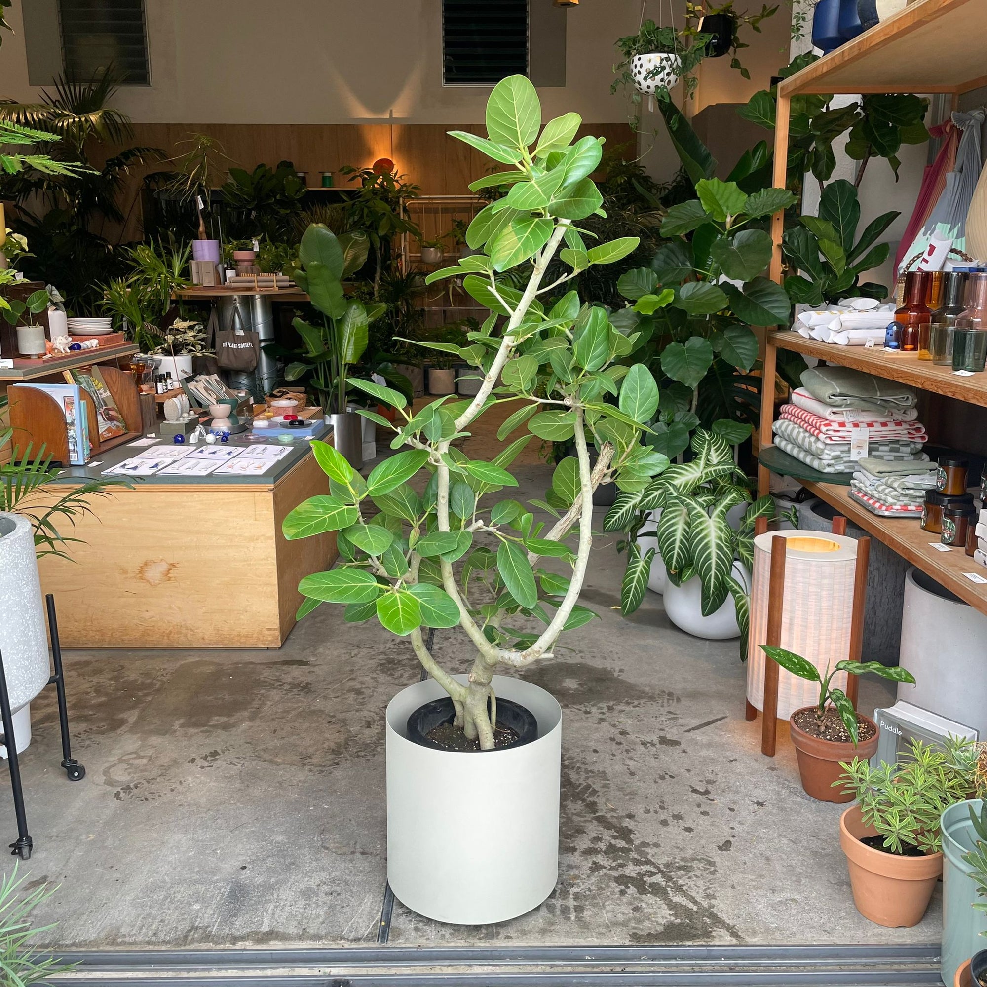 Ficus Audrey (Ficus benghalensis) フィカス  ベンガレンシス