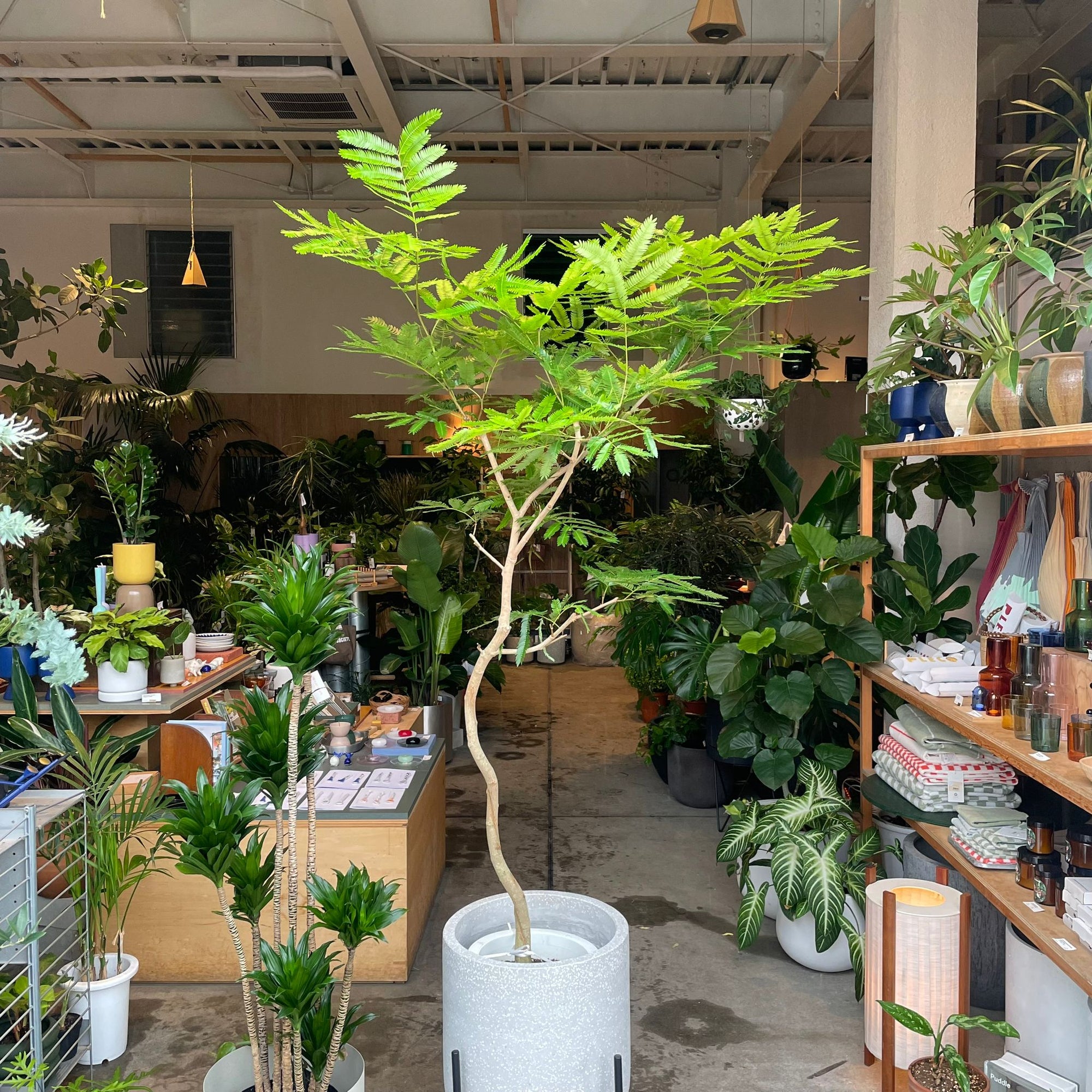 Ever Fresh Tree エバーフレッシュ