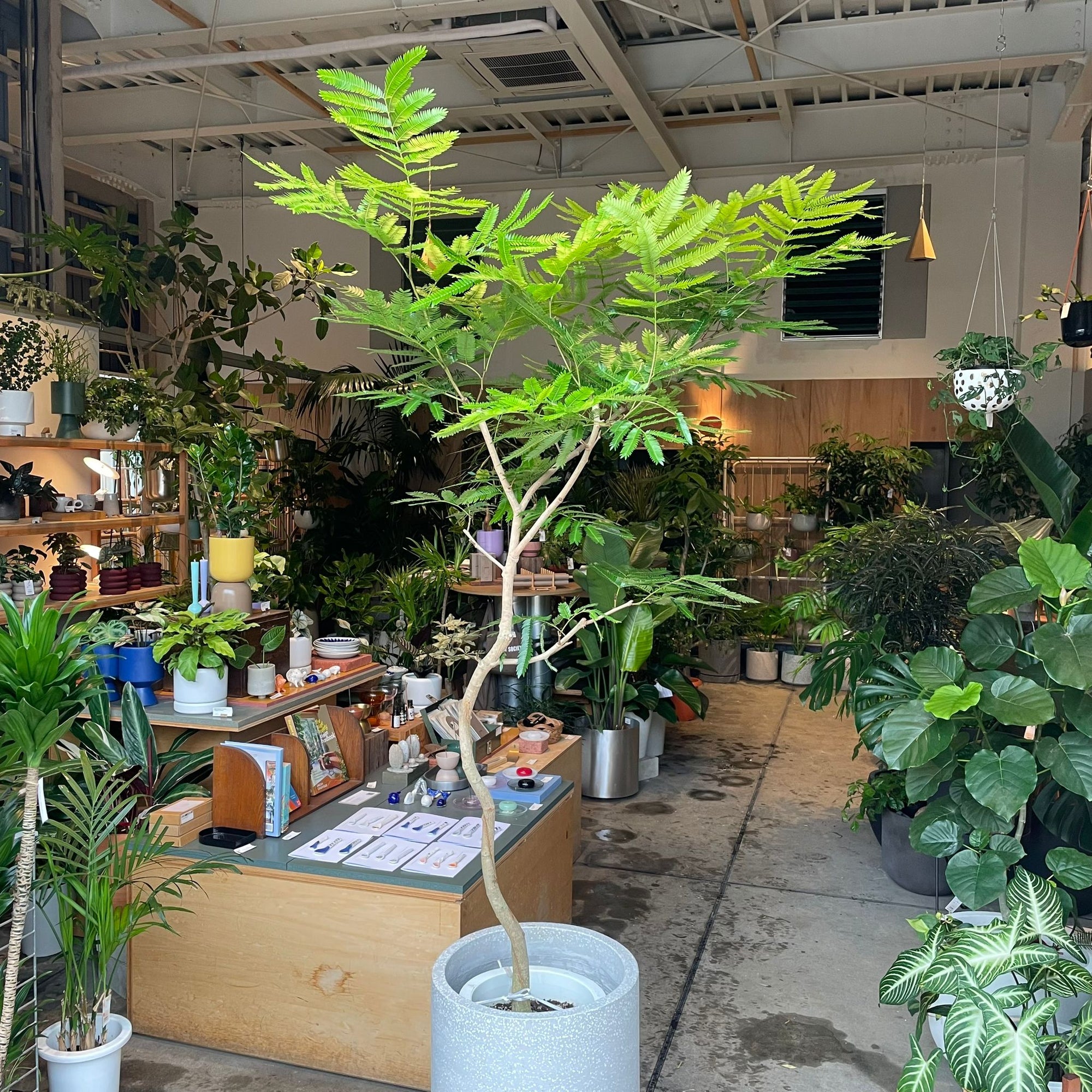 Ever Fresh Tree エバーフレッシュ