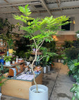 Ever Fresh Tree エバーフレッシュ