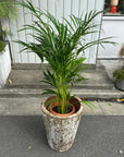 Golden cane palm アレカヤシ