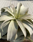 Air Plants - Tillandsia Xerographica ティランジア キセログラフィカ