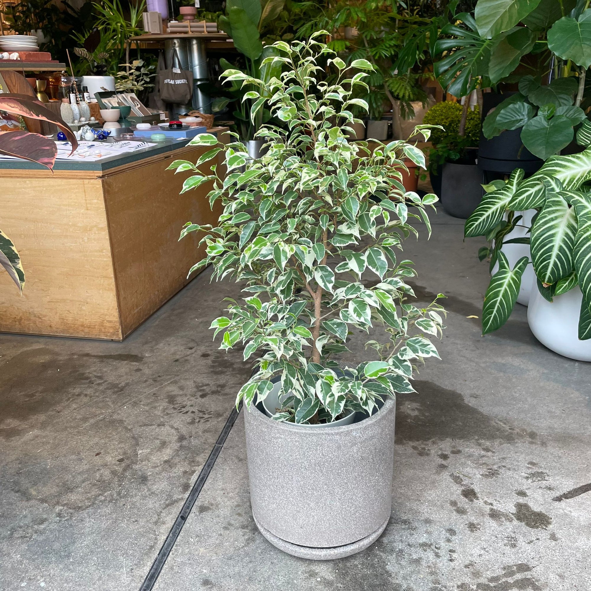 Variegated Weeping Fig ベンジャミン スターライト