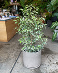 Variegated Weeping Fig ベンジャミン スターライト
