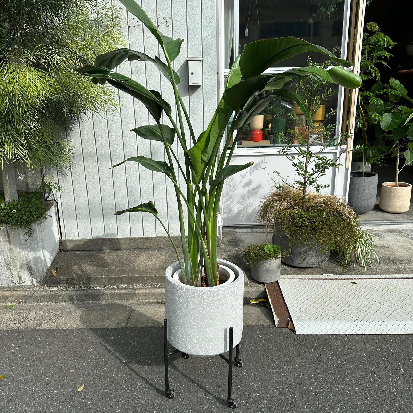 Bird of Paradise (Strelitzia nicolai)  バード オブ パラダイス（オーガスタ）