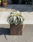 Air Plants - Tillandsia Xerographica ティランジア キセログラフィカ