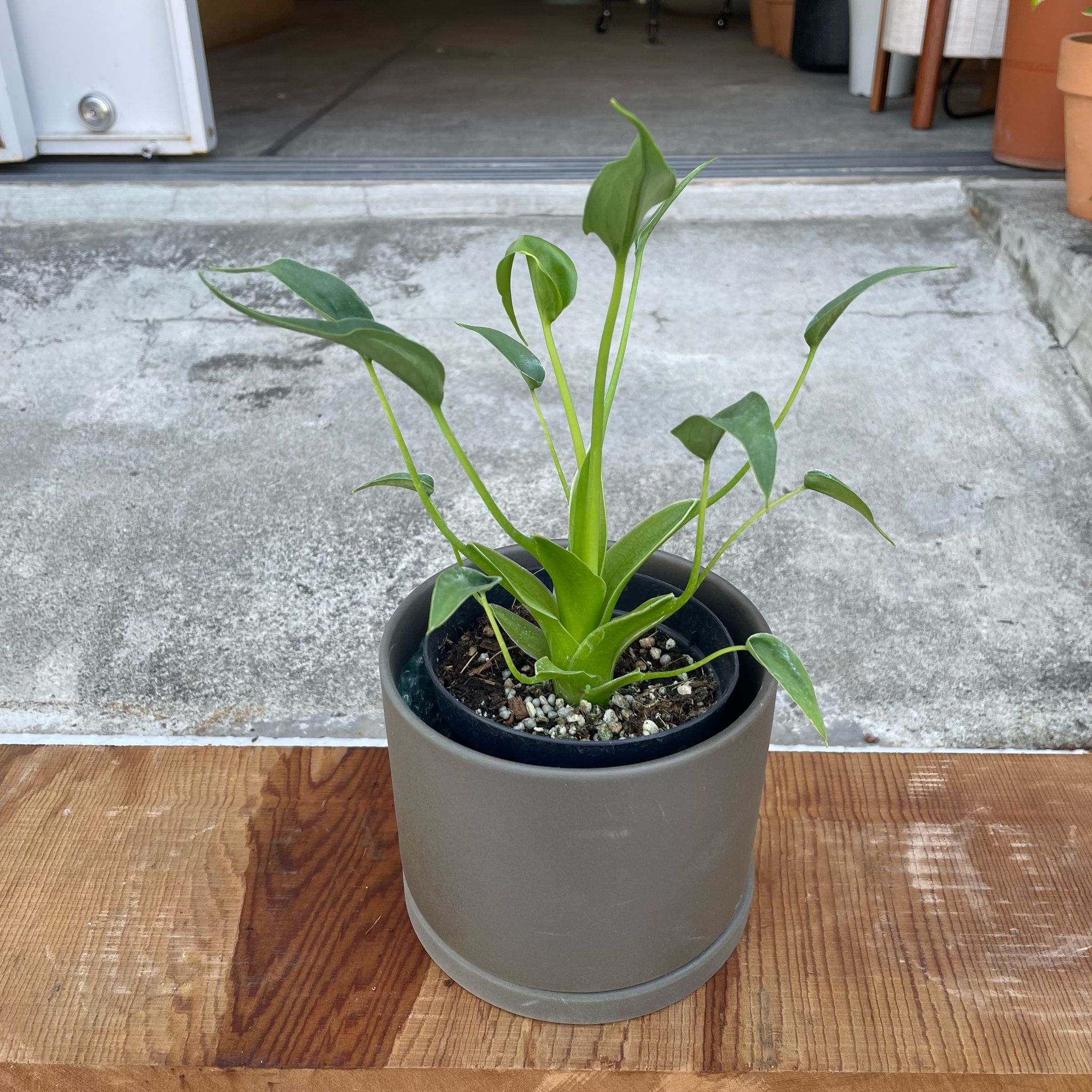 アロカシア スモー 大株 現品］【希少】ビッグサイズ！ アロカシア スモー 10号 観葉植物