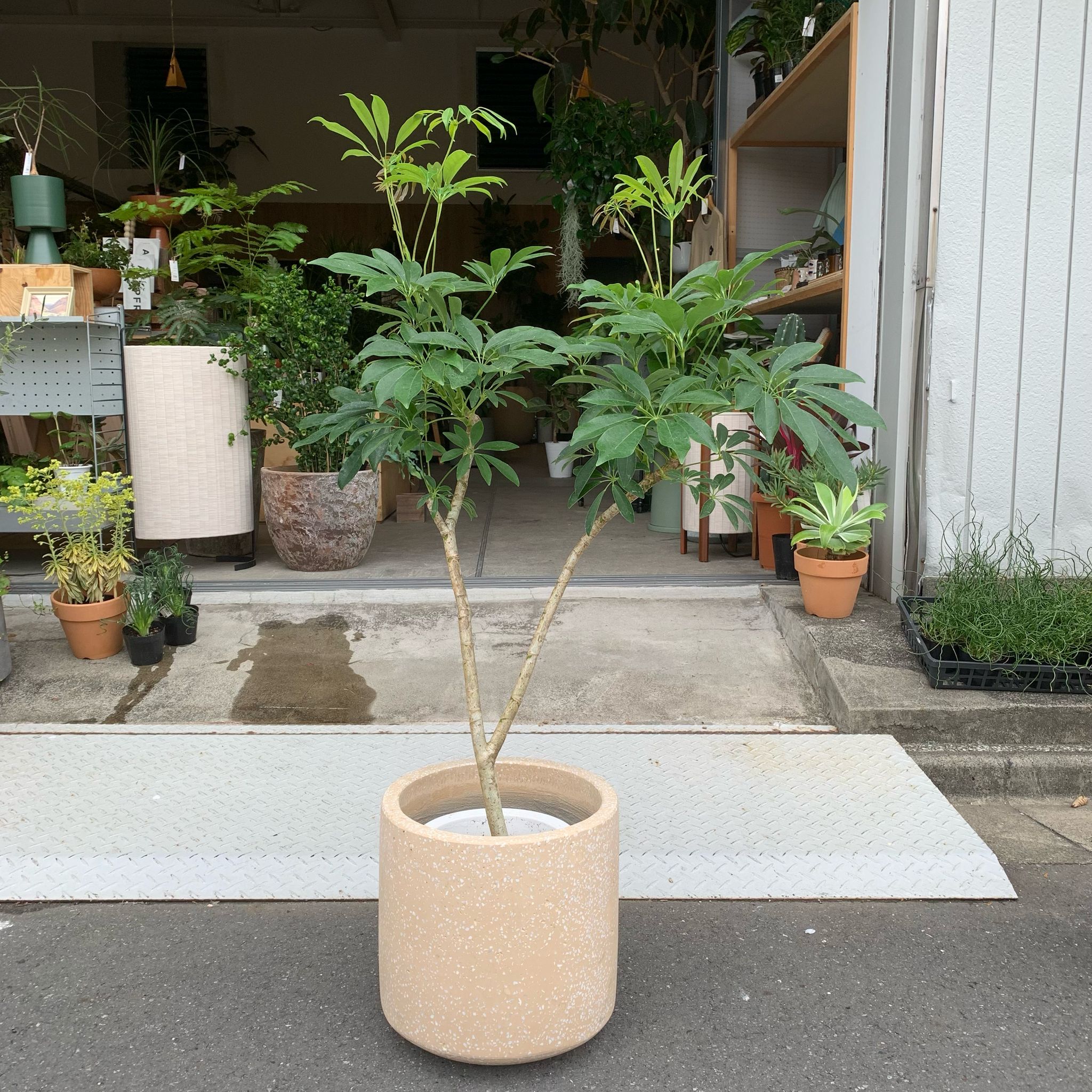 Dwarf Umbrella Tree Assort シェフレラ I インドアプランツ I