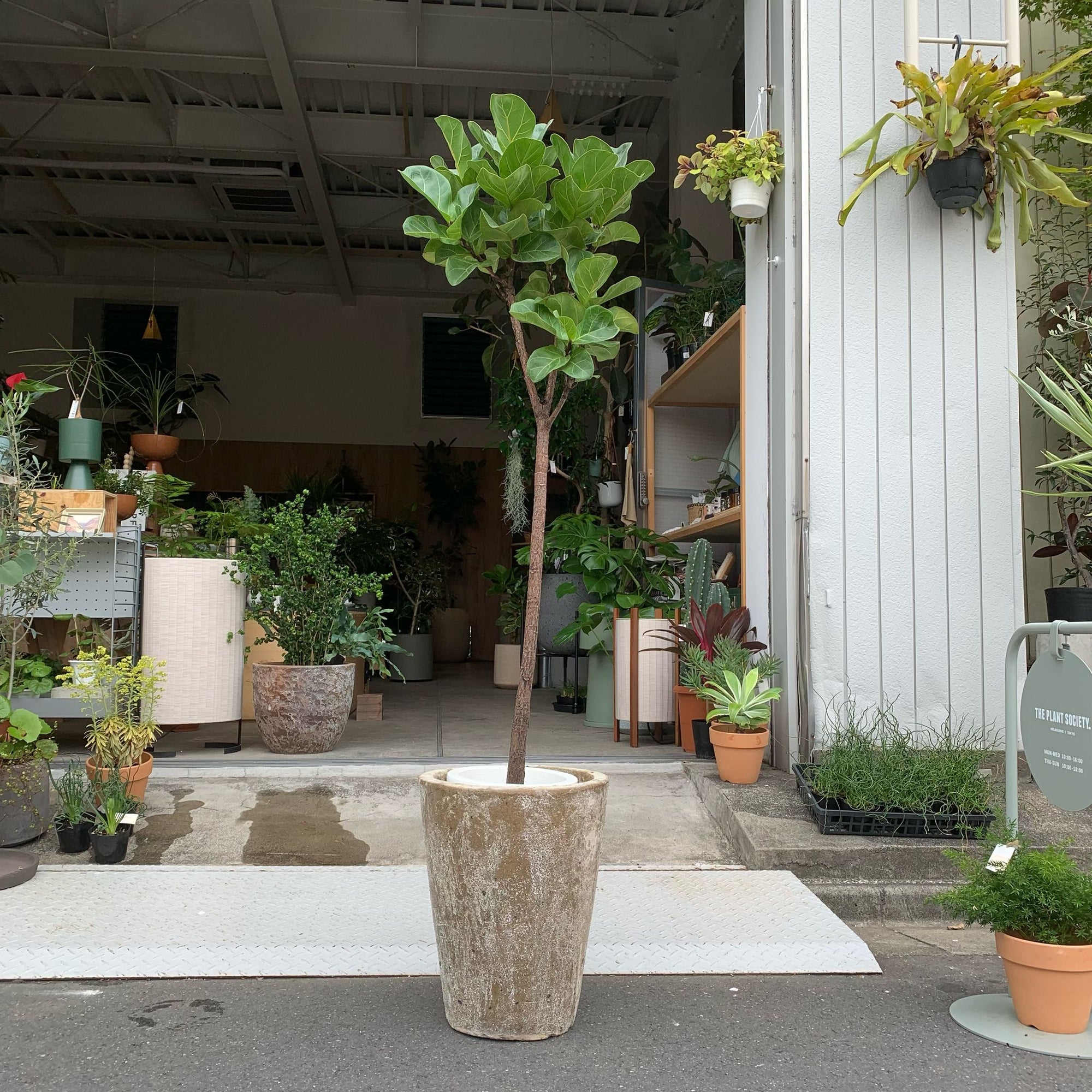 Fiddle Leaf Fig フィドル リーフ フィグ (カシワバゴムノキ)
