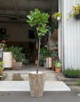 Fiddle Leaf Fig フィドル リーフ フィグ (カシワバゴムノキ)