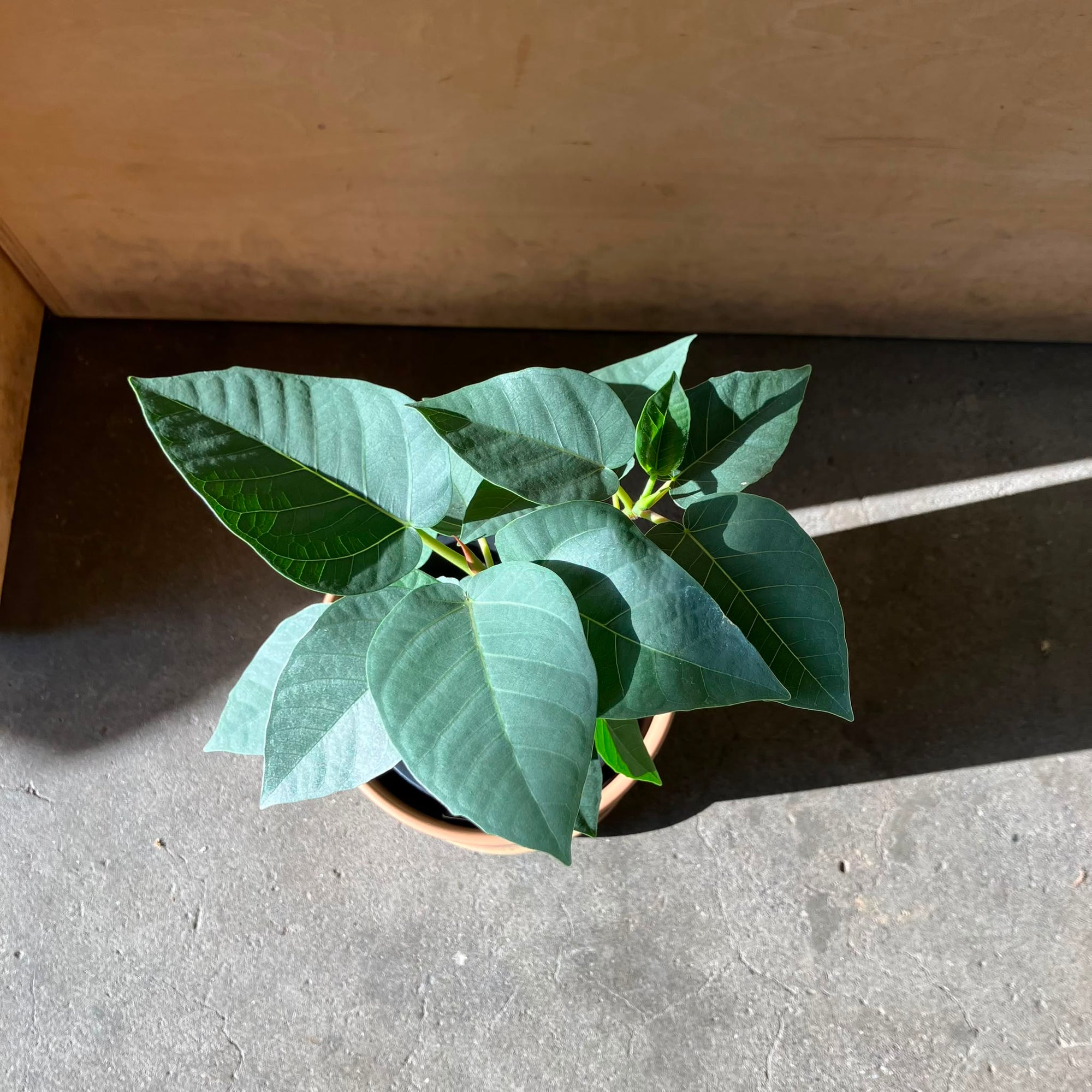 Ficus Palmeri フィカス パルメリー Size 4