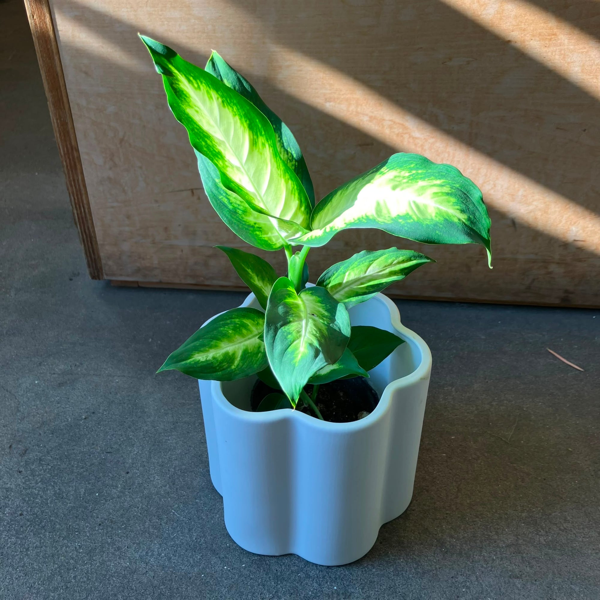Dieffenbachia 'Camille' ディフェンバキア カミーラ