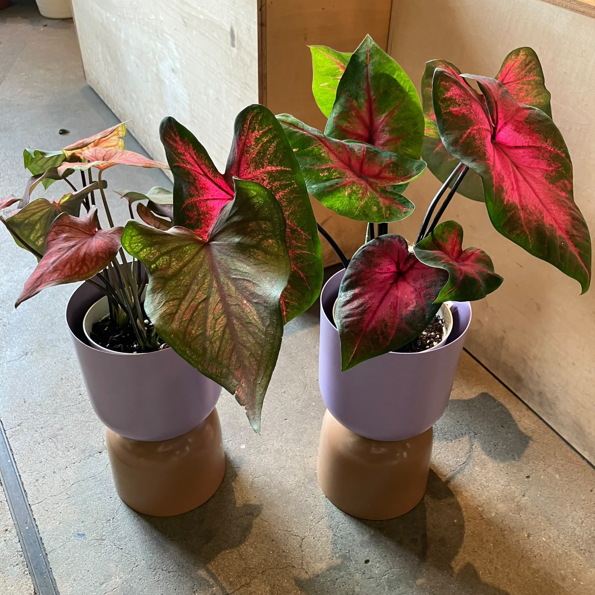 Plants プランツ I 植物インドアプランツ一覧 I プラントソサエティ
