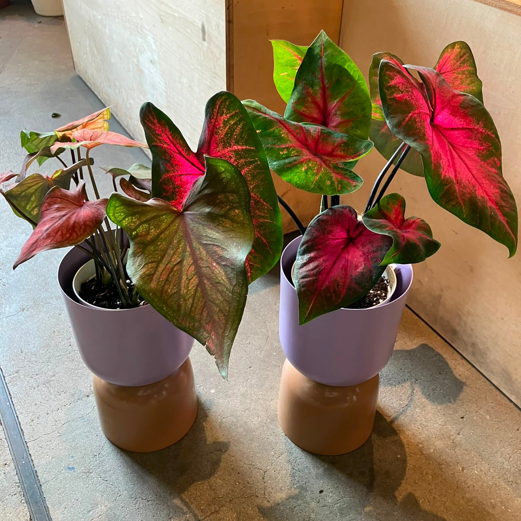 Caladium Assorted カラジウム アソート