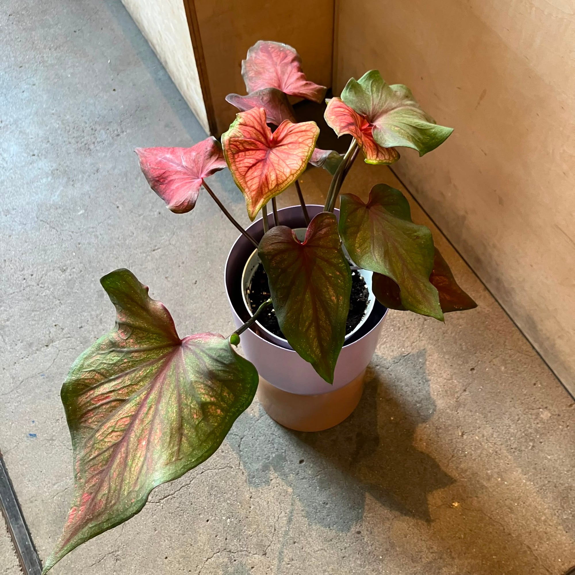 Caladium Assorted カラジウム アソート