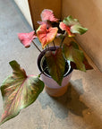 Caladium Assorted カラジウム アソート