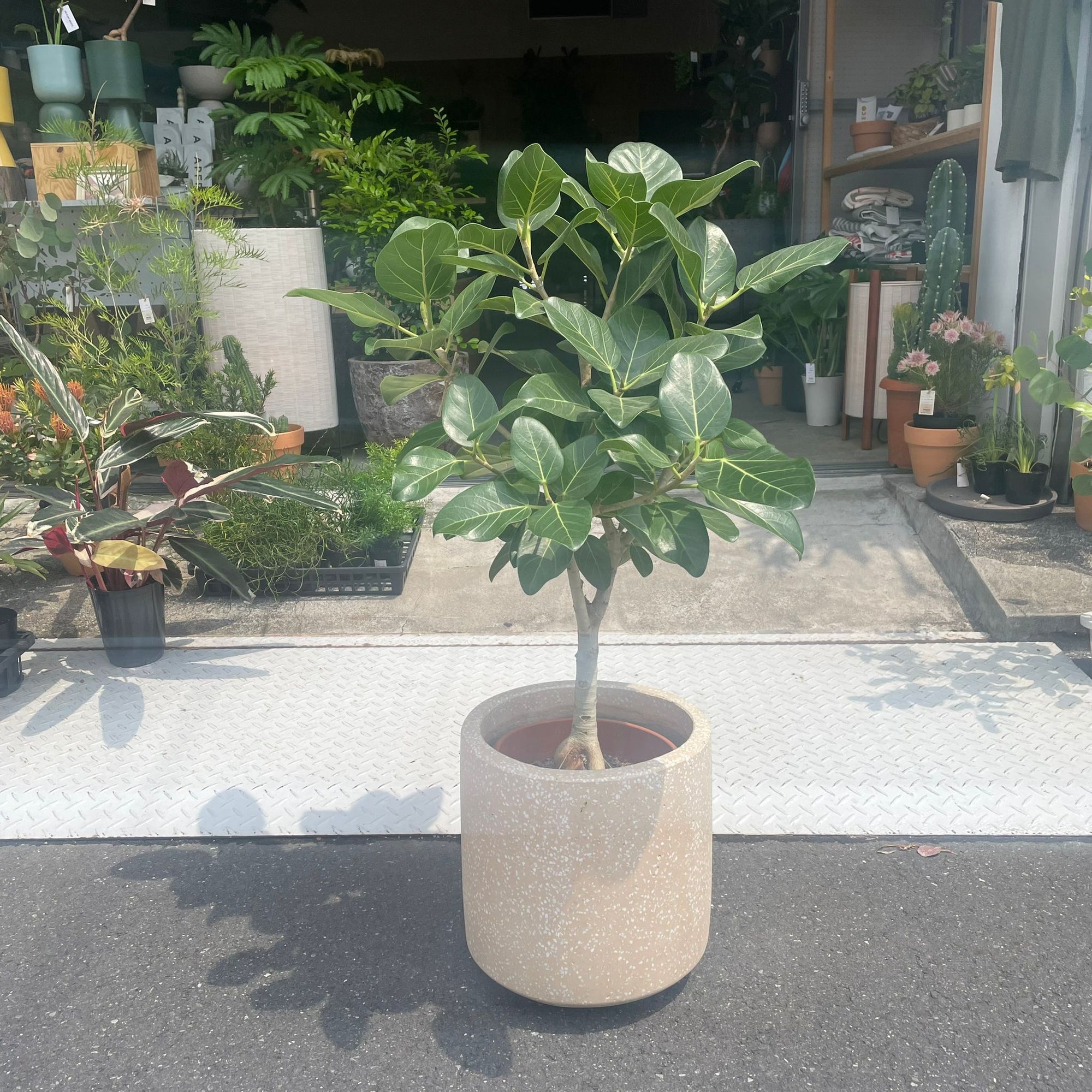 Ficus Audrey (Ficus benghalensis) フィカス  ベンガレンシス