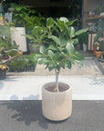 Ficus Audrey (Ficus benghalensis) フィカス  ベンガレンシス