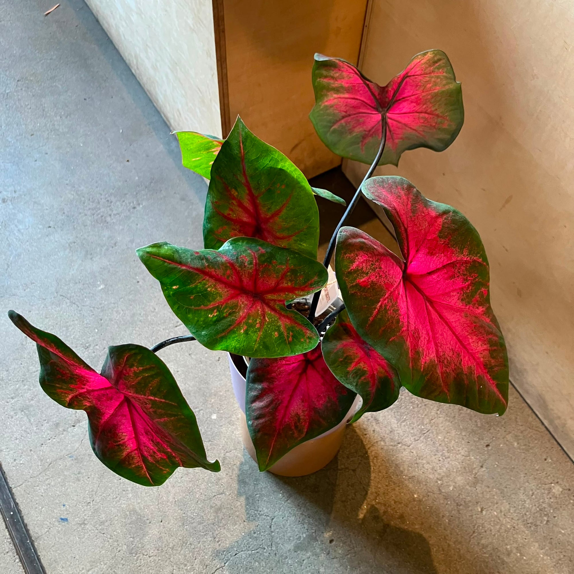 Caladium Assorted カラジウム アソート