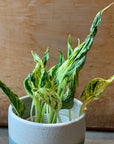 Pothos ポトス テルノラブソング Size 3