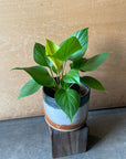 Homalomena 'Lemon Lime' ホマロメナ レモンライム