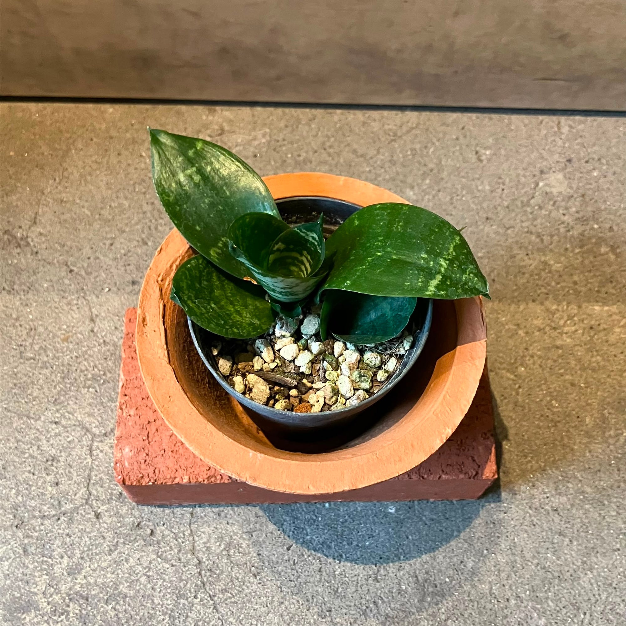 Bird's nest snake plant サンスベリア ハニー Size 2