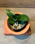 Bird's nest snake plant サンスベリア ハニー Size 2