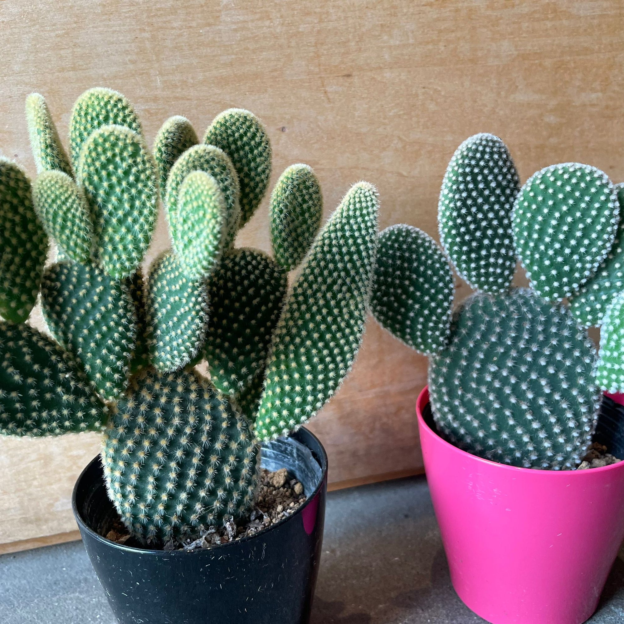 Bunny ears cactus (Opuntia microdasys) バニーカクタス